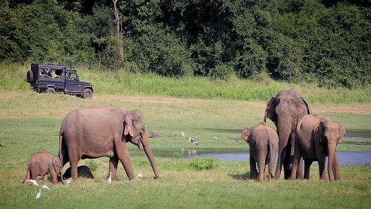 Les activités à privilégier lors d’un voyage touristique au Sri Lanka