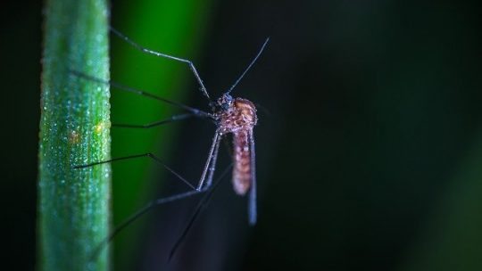 Comment fonctionne une prise anti moustique ?