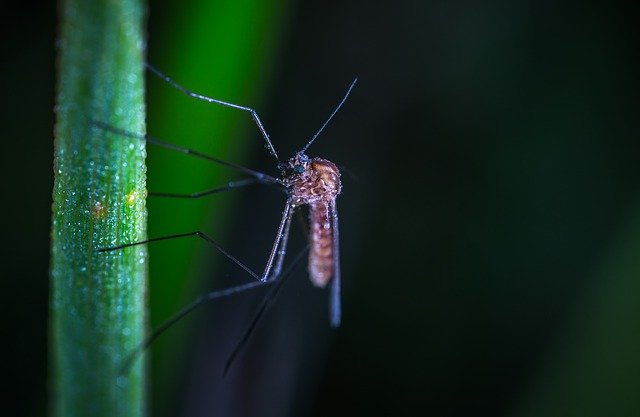 Comment fonctionne une prise anti moustique ?