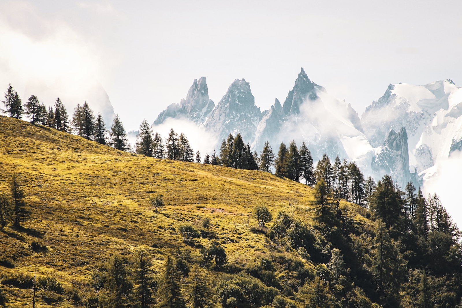 green trees on mountain under white sky during daytime