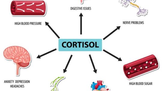 Combien de temps la cortisone reste-t-elle dans l’organisme ?
