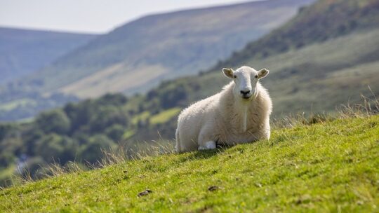 Comment utiliser un Vermifuge pour moutons ?