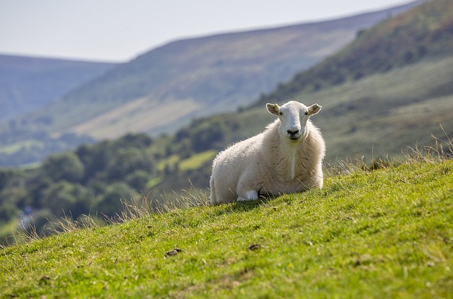 Comment utiliser un Vermifuge pour moutons ?