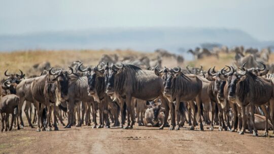 Itinéraire ultime de deux semaines pour un safari au Kenya et en Tanzanie