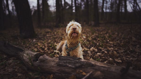 les soins essentiels pour votre chiot