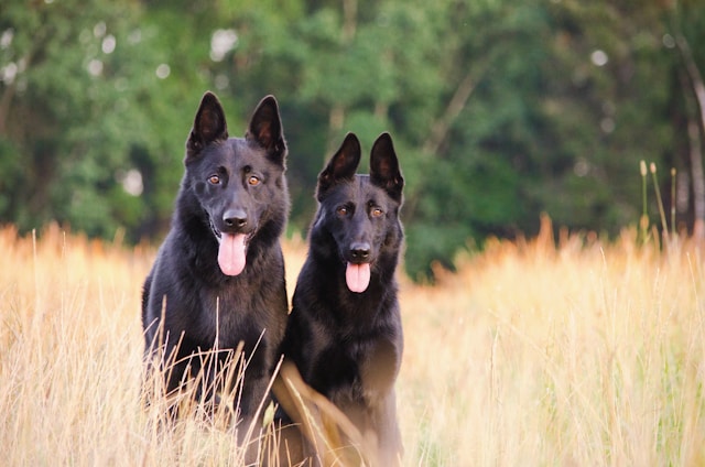 chiens et saisons