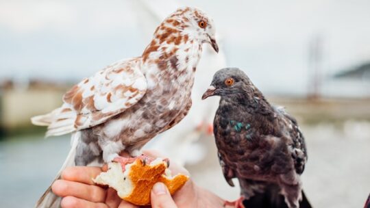 Les oiseaux domestiques faciles à entretenir : guide complet