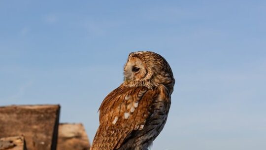 Les animaux fascinants des forêts anciennes