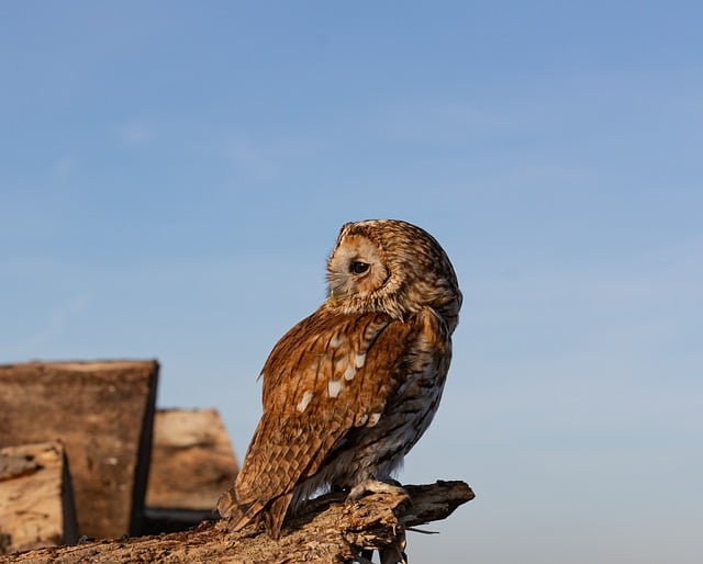 Les animaux fascinants des forêts anciennes