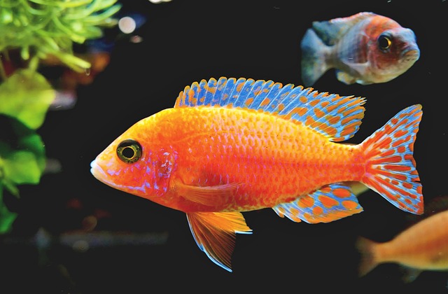 Les 7 meilleurs poissons pour un aquarium d’eau douce