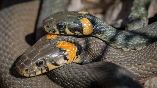 Les serpents de compagnie : ce que vous devez savoir