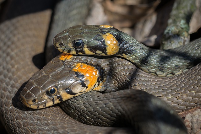 Les serpents de compagnie : ce que vous devez savoir