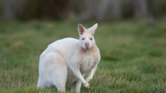 Les animaux albinos : comprendre leur rareté et leur beauté