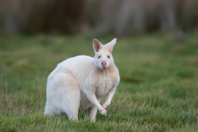 Les animaux albinos : comprendre leur rareté et leur beauté