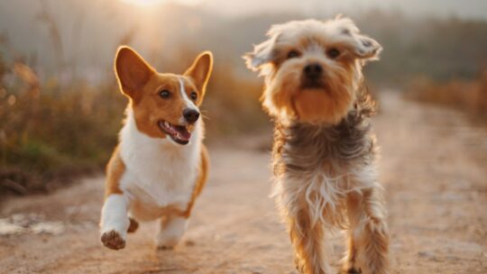 Soins naturels pour chiens : pour une santé optimale et respectueuse