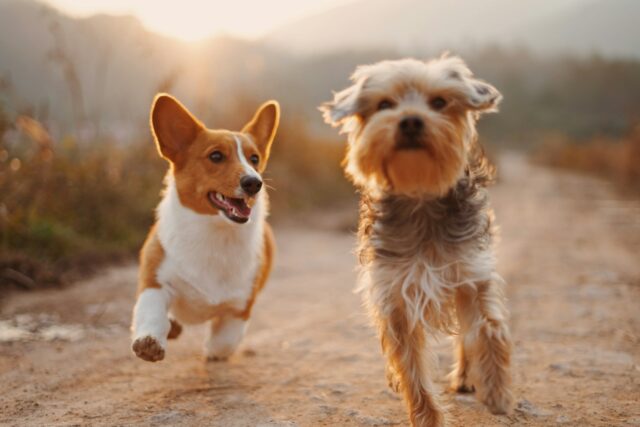 Soins naturels pour chiens