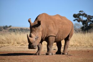 Rhinocéros en Afrique