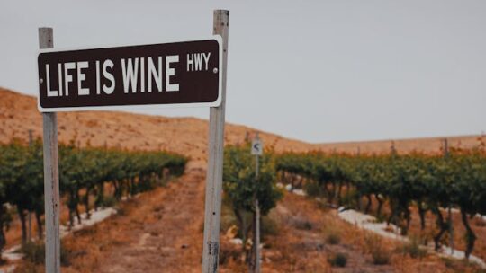 Weekends œnotourisme : un voyage au cœur des vignobles