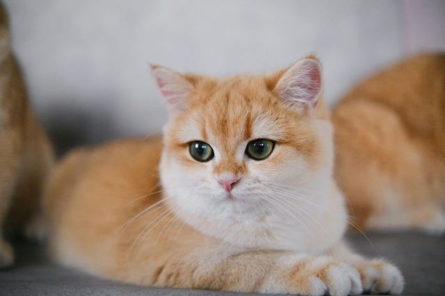 chat devient difficile avec sa pâtée