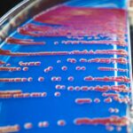 Microbiote intestinal