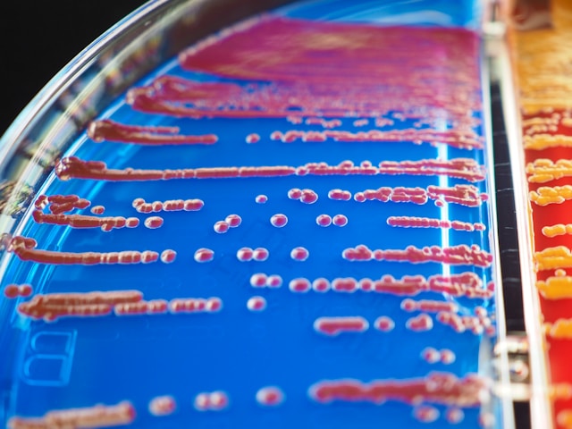 Microbiote intestinal