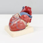 Santé cardiovasculaire