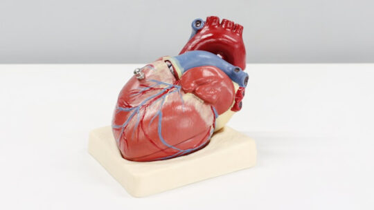 Santé cardiovasculaire: habitudes simples pour protéger son cœur