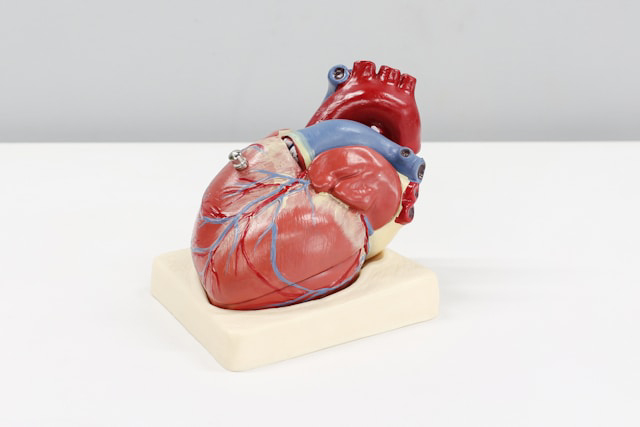 Santé cardiovasculaire: habitudes simples pour protéger son cœur