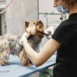 soins animale