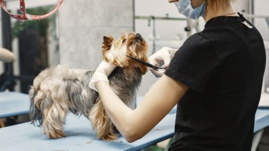 Pourquoi les soins du pelage sont-ils importants pour les animaux d’élevage ?