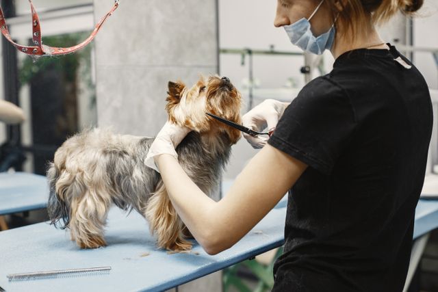soins animale