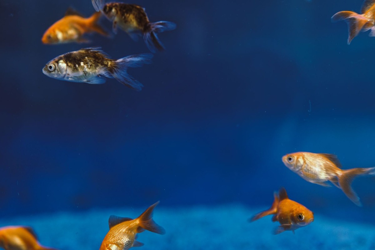 Poissons d'or en mouvement dans un aquarium, eau bleue Poissons d'or en mouvement dans un aquarium, eau bleue