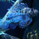 Poisson-lion bleu et noir avec coraux en arrière-plan