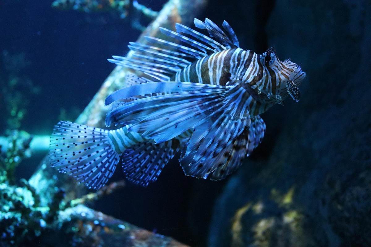 Poisson-lion bleu et noir avec coraux en arrière-plan