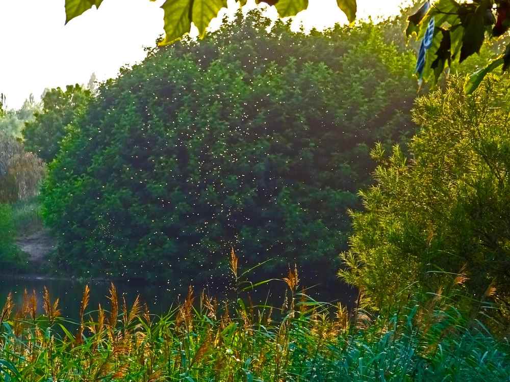 Une rivière calme bordée d'arbres et d'herbe sous la lumière du soleil