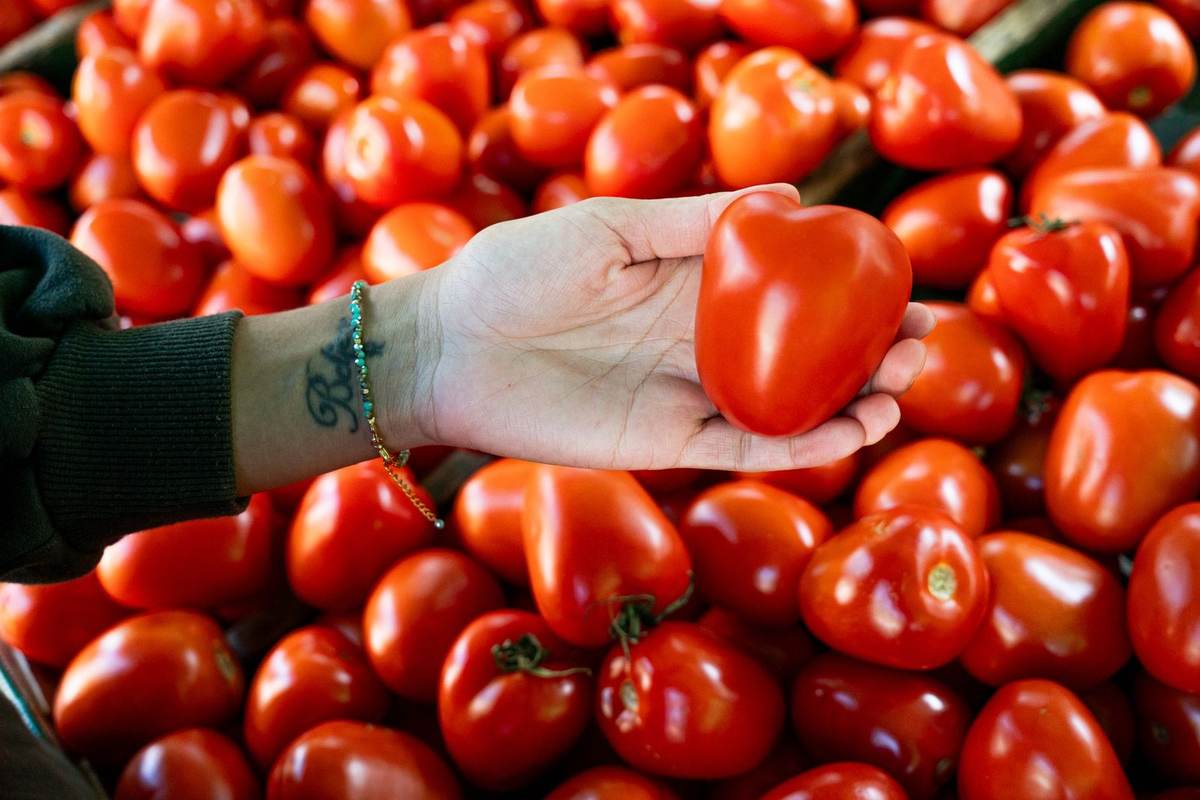 Main tenant tomate rouge, bras tatoué, fond de tomates Main tenant tomate rouge, bras tatoué, fond de tomates