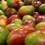 Pommes vertes et rouges, sur une table, sans activité spécifique