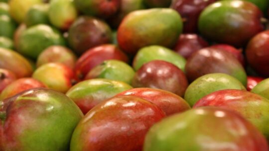 Marchés de producteurs : repérer les vrais terroirs