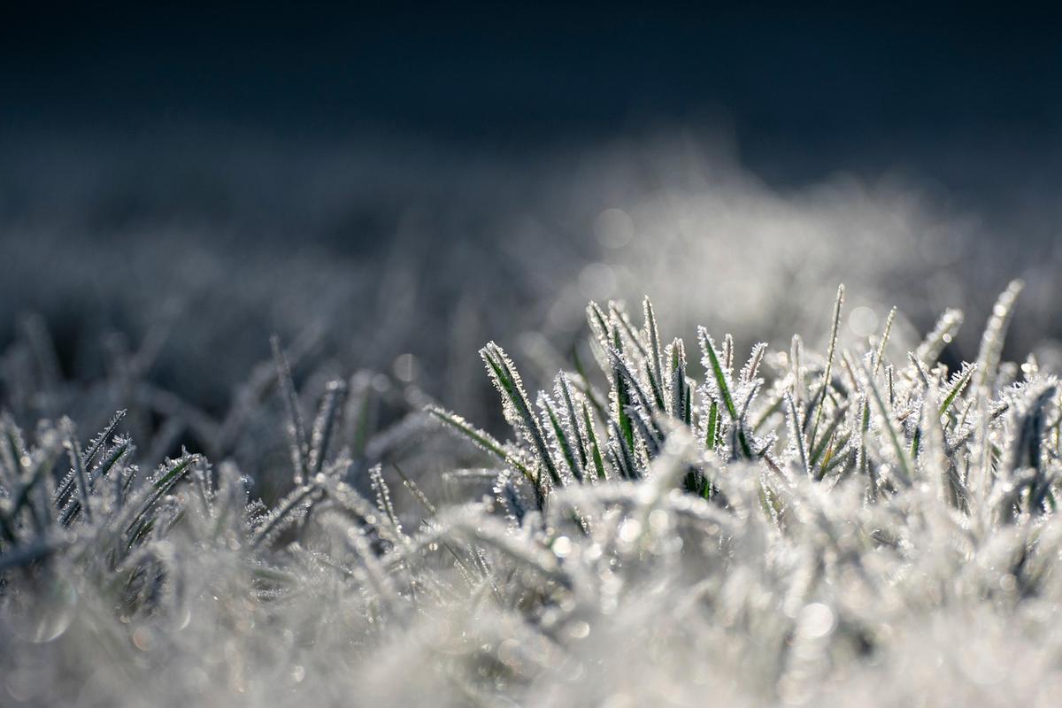 Herbe gelée par le givre dans un champ au petit matin Herbe gelée par le givre dans un champ au petit matin