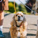 Personne marchant avec deux chiens sur une leine dans un environnement extérieur