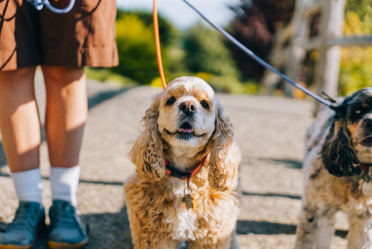 Personne marchant avec deux chiens sur une leine dans un environnement extérieur