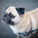 Un petit chien brachycéphale, couleur sable, avec museau noir, attaché